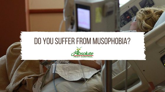 Do you Suffer From Musophobia?