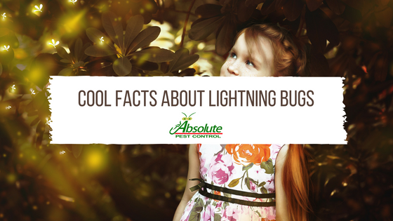 Cool Facts About Lightning Bugs (Fireflies)