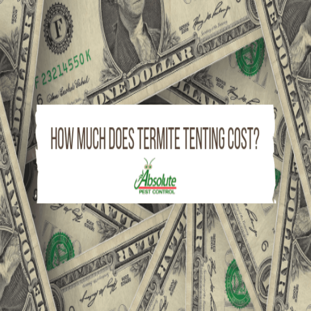 how-much-does-termite-tenting-cost-home-of-absolute-pest-control