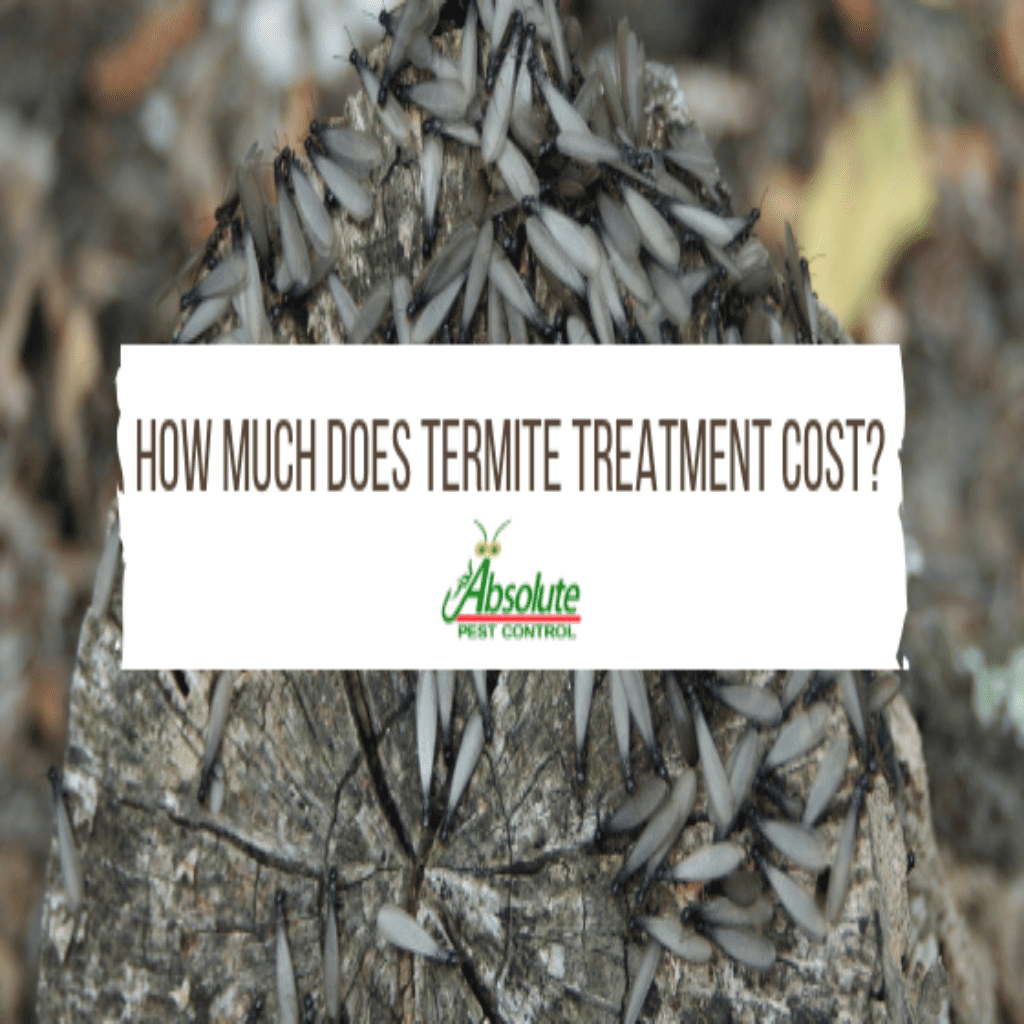 How Much Does It Cost To Treat House For Termites