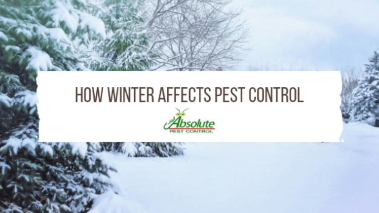 How Winter Affects Pest Control - Home Of Absolute Pest Control