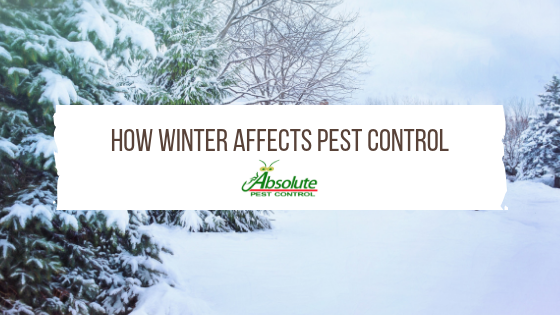 Absolute Pest Control Know How Winter Affects Pest Control Here