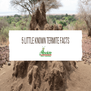 5 LITTLE KNOWN TERMITE FACTS