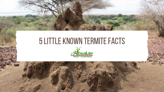 5 Little Known Termite Facts