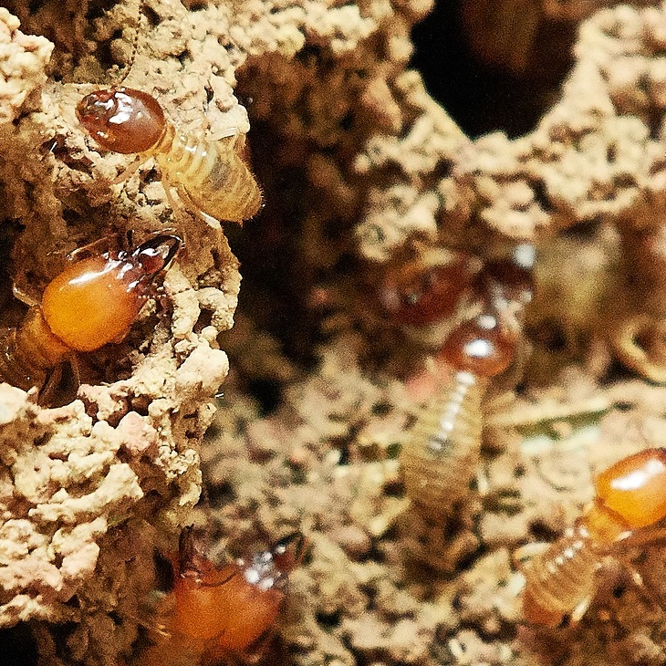 termite pest control