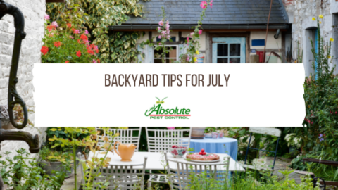 Backyard Tips For July - Home of Absolute Pest Control