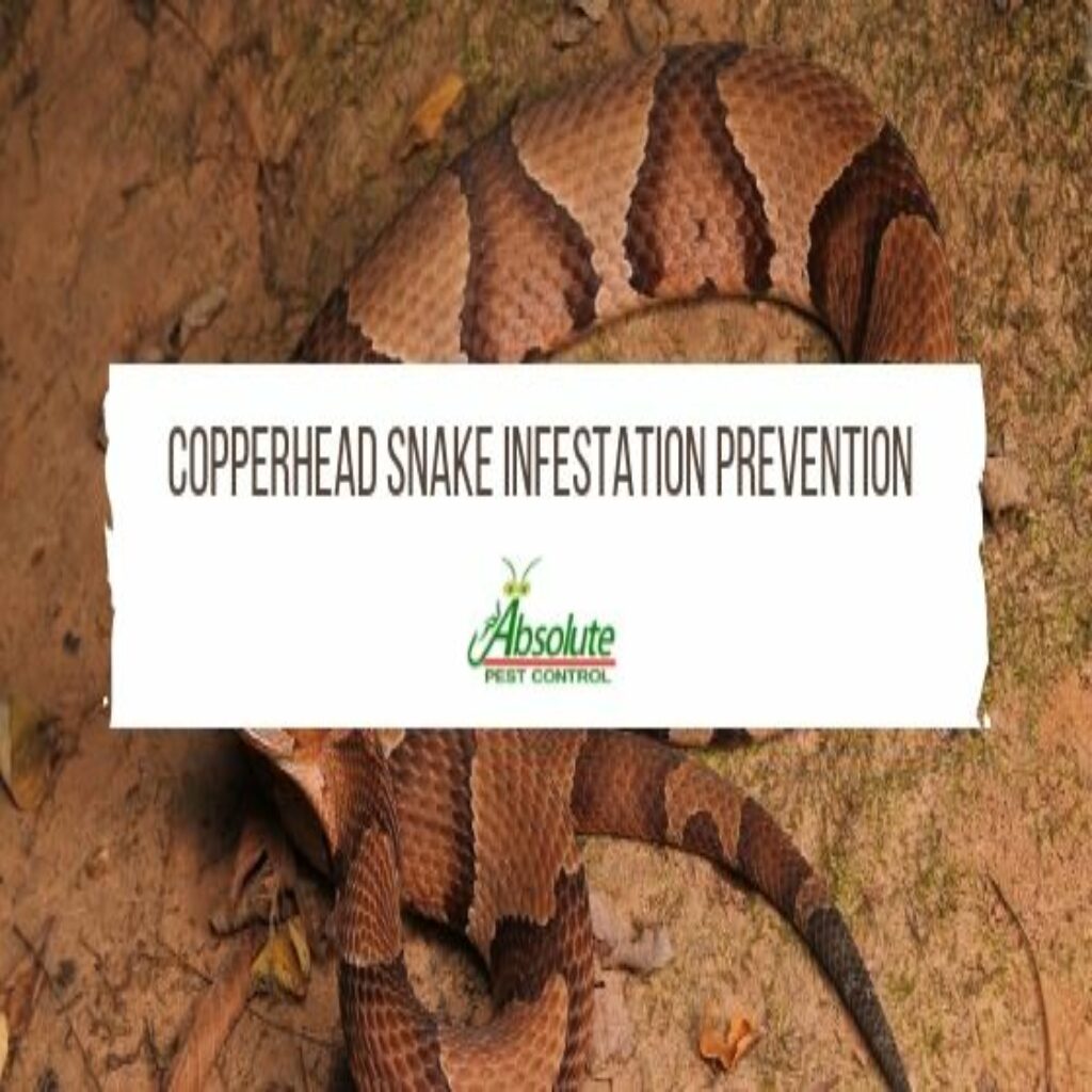 Copperhead Snake Infestation Prevention Home Of Absolute Pest Control