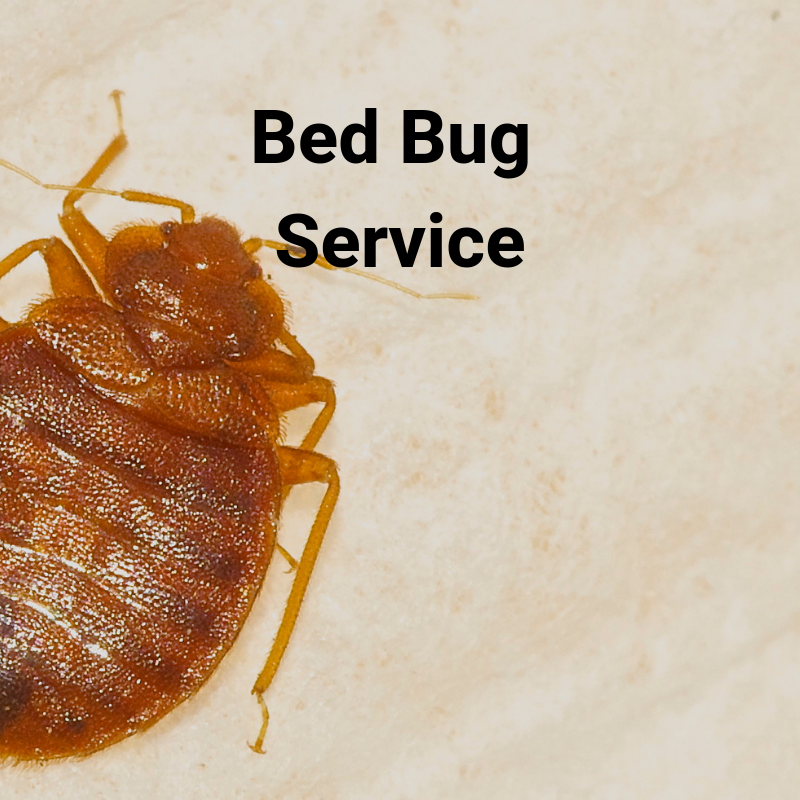 Bed Bug Abatement Murfreesboro - Home of Absolute Pest Control