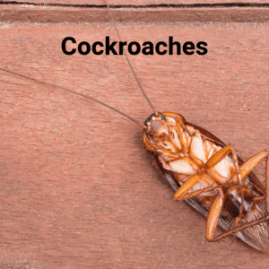 Dead cockroach picture