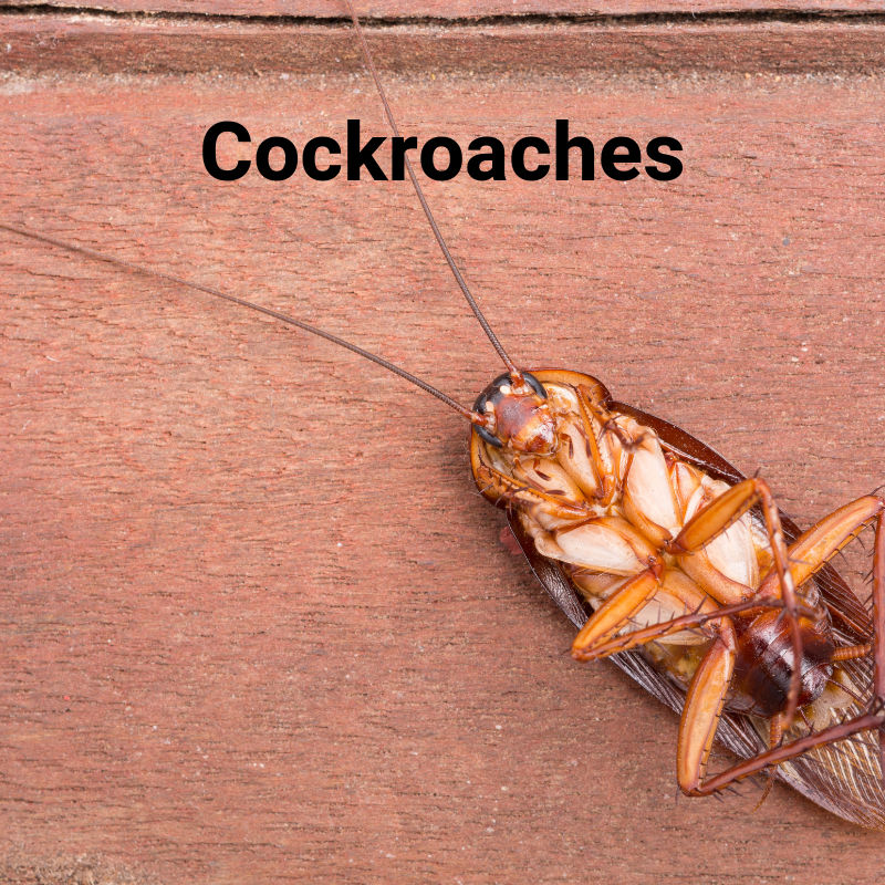 https://absolutepestco.com/wp-content/uploads/2019/07/Cockroaches-Murfreesboro.png