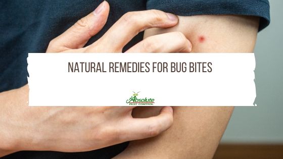 Natural Remedies For Bug Bites