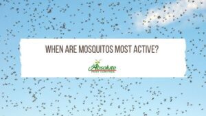 When Are Mosquitos Most Active?