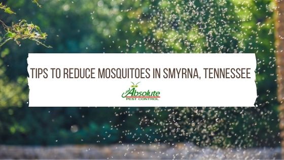 Tips to Reduce Mosquitoes in Smyrna, Tennessee