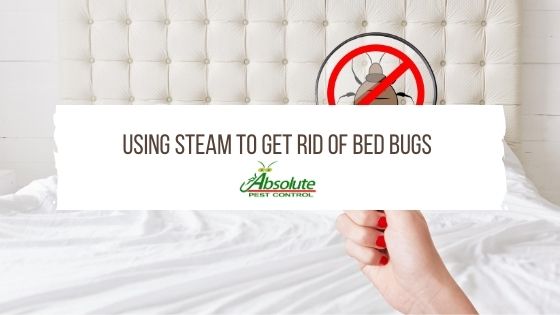 Using Steam To Get Rid Of Bed Bugs