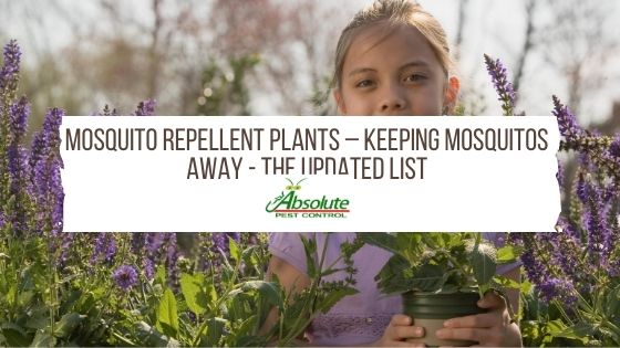 Mosquito Repellent Plants – Keeping Mosquitos Away - The Updated List