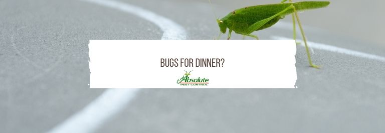 Bugs for Dinner?