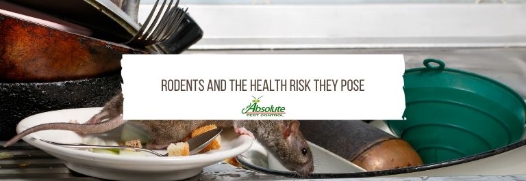 Rodents and the Health Risk They Pose