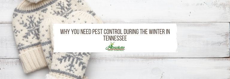 Why You Need Pest Control During The Winter In TN