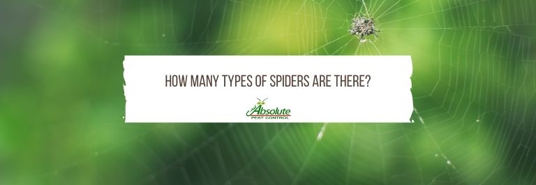How Many Types of Spiders Are There?