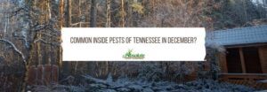 What Are The Common Inside Pests of Tennessee in December?