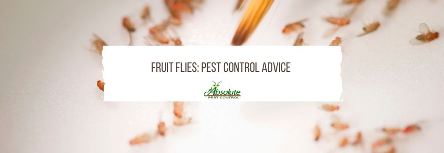 Pest Control Advice Directly From The Experts