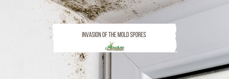 Invasion of the Mold Spores – Tips for Successful Mold Remediation