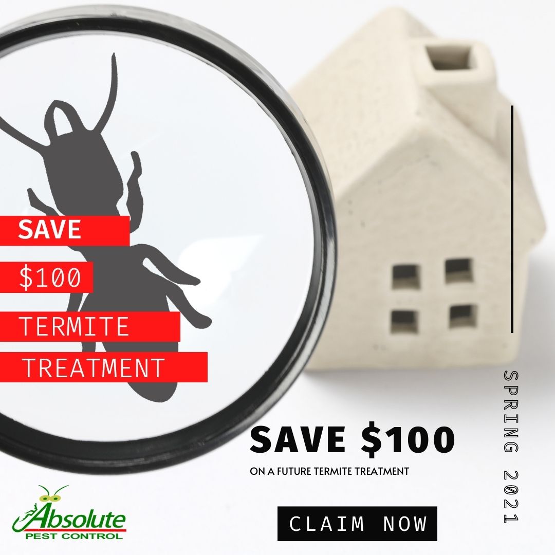 Save $100 Termite Treatment Coupon