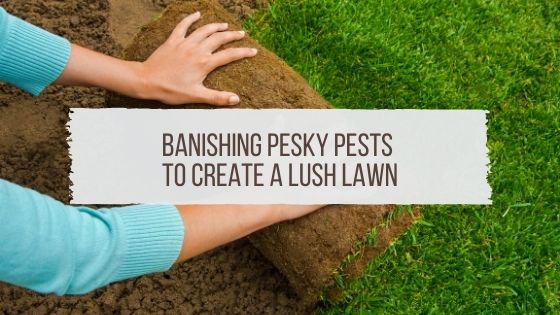 Banishing Pesky Pests To Create A Lush Lawn Blog