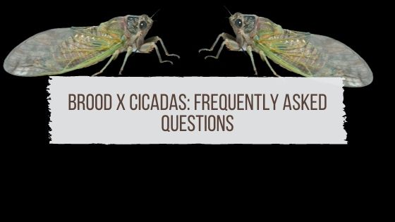 Brood X Cicadas: Frequently Asked Questions