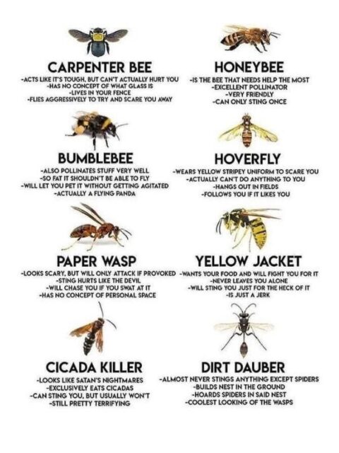 insects-are-vanishing-worldwide-now-it-s-making-it-harder-to-grow-food