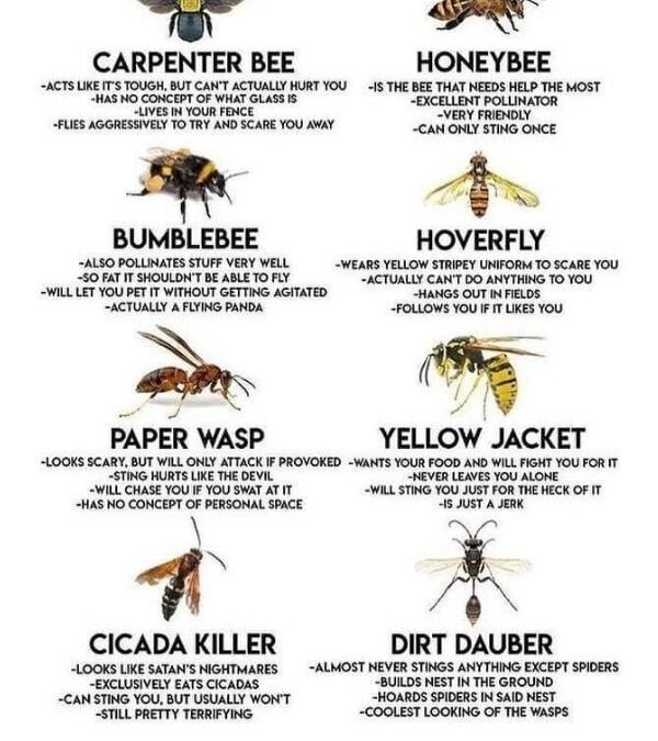 Identifying Flying Insects