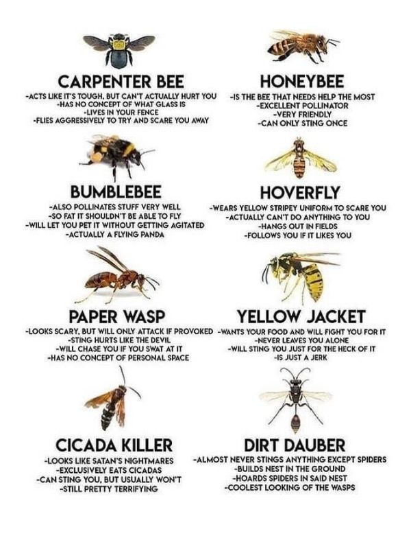 Identifying Flying Insects - Home of Absolute Pest Control