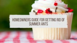 Homeowners Guide for Getting Rid of Summer Ants