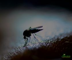 Mosquito Treatment in Tennessee: Discounts Available - FREE QUOTES