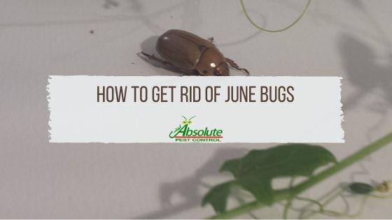 How To Get Rid of June Bugs Article Image