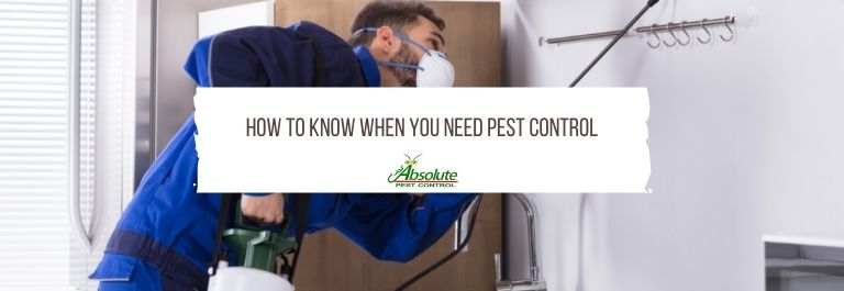 How to Know When You Need Pest Control