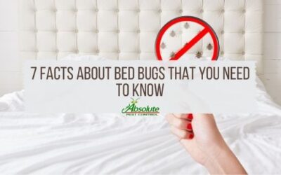7 Facts About Bed Bugs