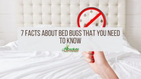 7 Facts About Bed Bugs - Home of Absolute Pest Control