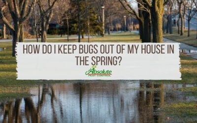 How Do I Keep Bugs Out Of My House In The Spring?
