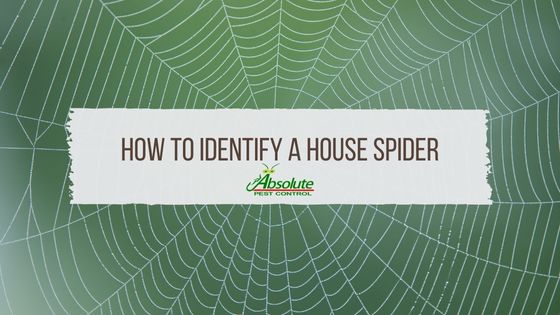 How to Identify a House Spider