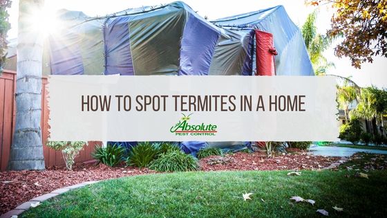 How to Spot Termites in a Home