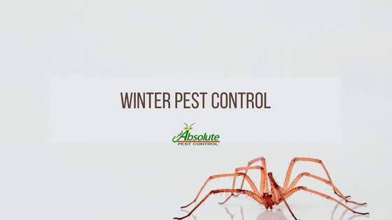 Winter Pest Control: Protect Your Home from Unwanted Guests
