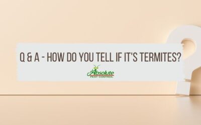 Q & A – How Do You Tell If It’s Termites?