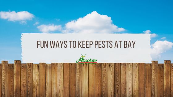 Bye-bye Bugs! Fun Ways to Keep Pests at Bay