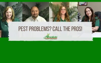 Pest Problems? Call the Pros!
