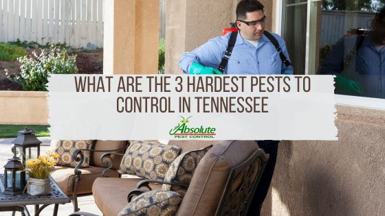 What are the 3 Hardest Pests to Control in Tennessee