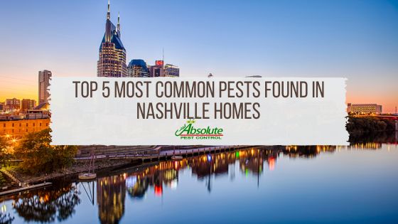 Top 5 Most Common Pests Found in Nashville Homes