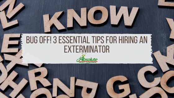 Bug Off! 3 Essential Tips for Hiring an Exterminator