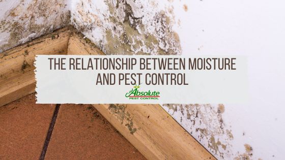The Relationship Between Moisture and Pest Control
