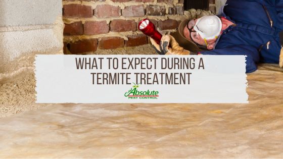 What to Expect During a Termite Treatment